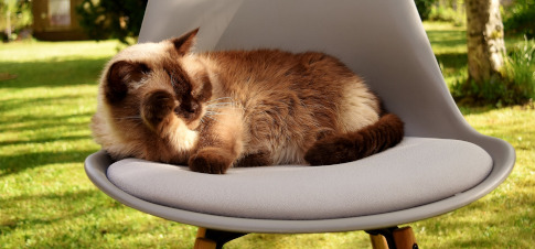 kot siedzący na krześle ogrodowym